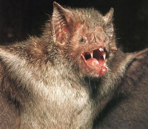 vampire bat photos